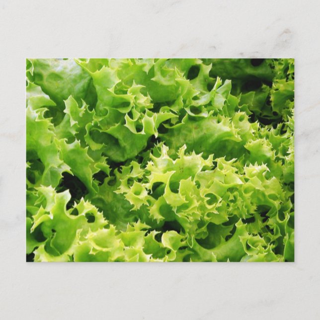 Lettuce Leaves Postcard (Front)