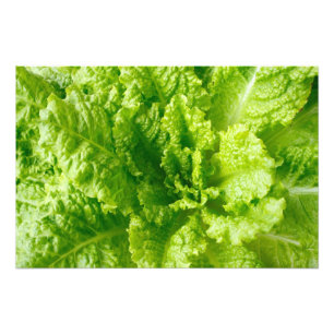Lettuce Photo Print