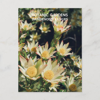 Leucadendron, Dandenong Botanic Gardens, Victoria Postcard