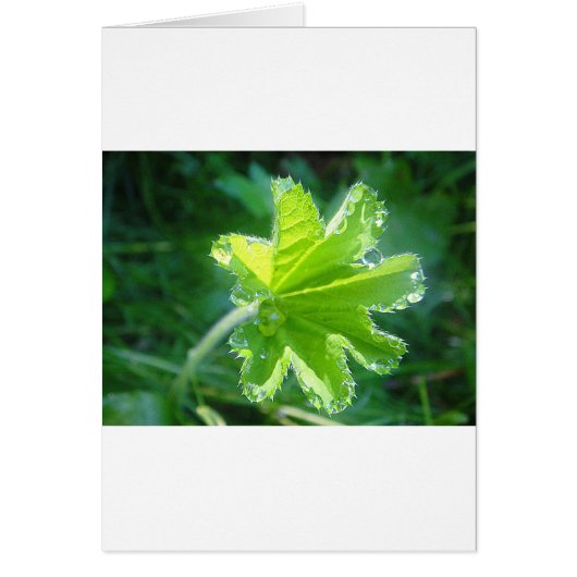Leuchtendes Blatt mit Wassertropfen Cards (Front)