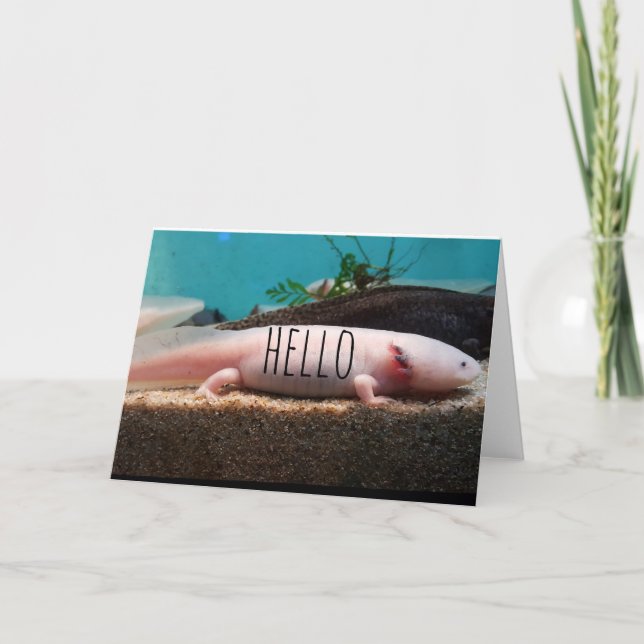 Leucistic Axolotl Card (Front)