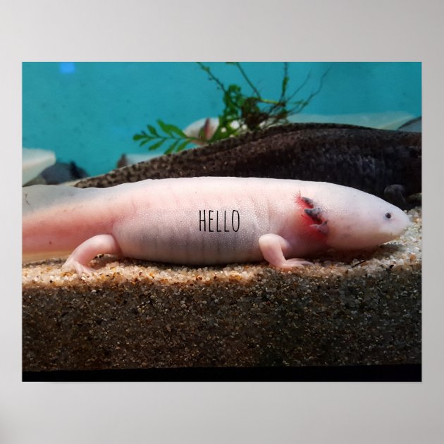 Leucistic Axolotl Decal 