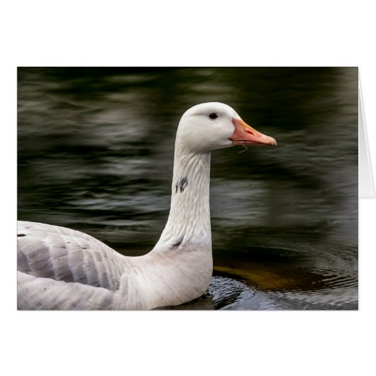Leucistic Canadian Goose (Front Horizontal)