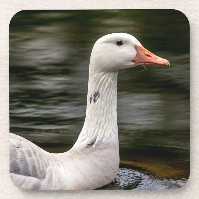 Leucistic Canadian Goose Drink Coaster (Front)