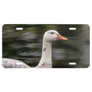 Leucistic Canadian Goose License Plate