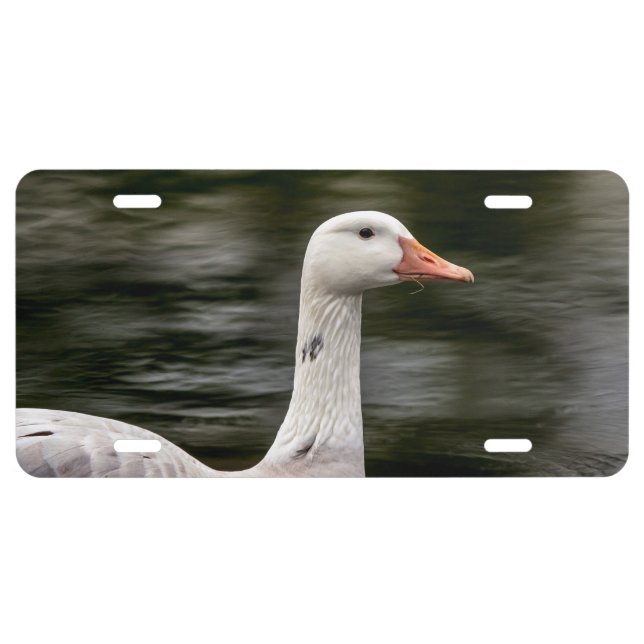 Leucistic Canadian Goose License Plate (Front)
