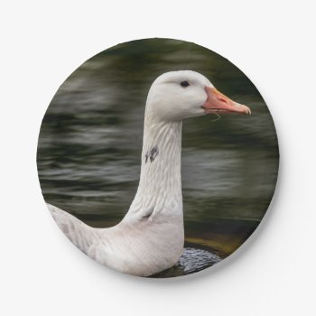 Leucistic Canadian Goose Paper Plates by debscreative at Zazzle