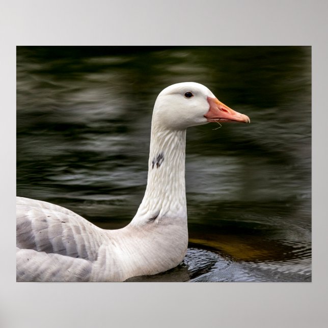 Leucistic Canadian Goose Poster (Front)