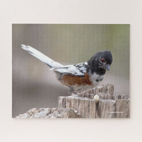 Leucistic Spotted Towhee Sparrow Songbird on Stump Jigsaw Puzzle