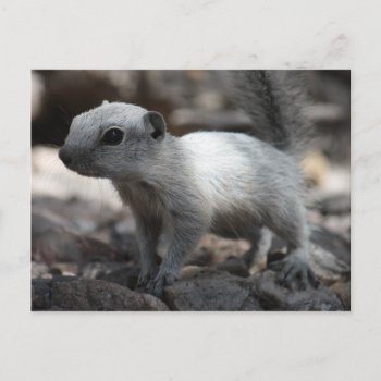 Leucistic White Squirrel Postcard by poozybear at Zazzle