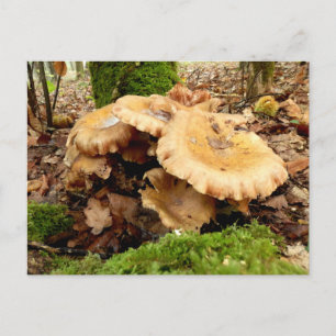 Leucopaxillus giganteus Mushroom Postcard