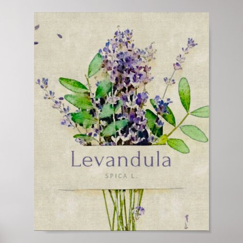 Levandula spica l poster