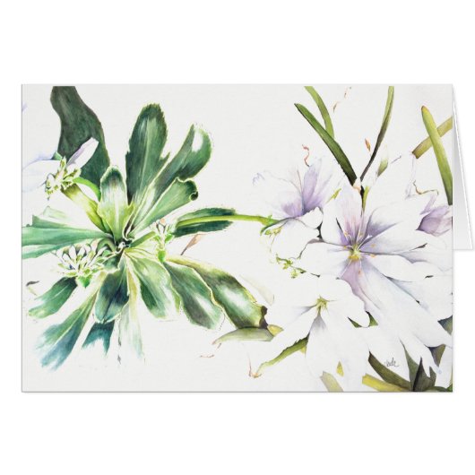 Lewisia cotyledon 'alba' (5" x 7"),  + envelopes cards (Front Horizontal)