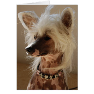 Lexi the great Chinese Crested Cards