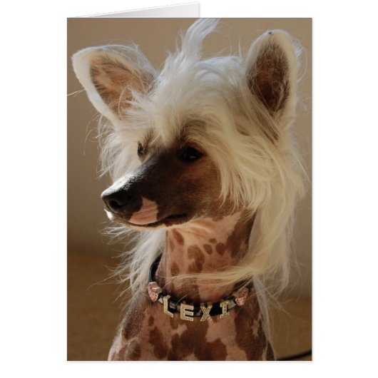 Lexi the great Chinese Crested Cards (Front)