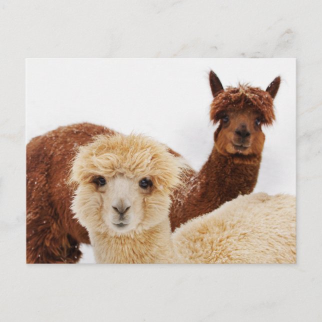 Lhamas Postcard (Front)