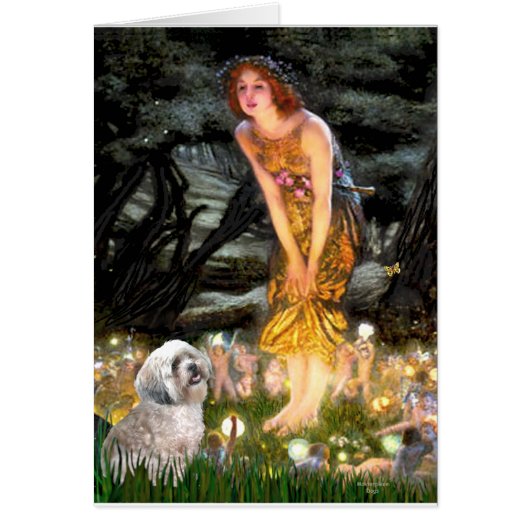 Lhasa Apso 10 - MidEve Cards (Front)