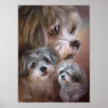 Lhasa Apso Art Poster/Print Poster