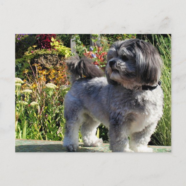 Lhasa Apso Bailey 1 Postcard (Front)