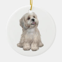 Lhasa Apso (C) - Light gold