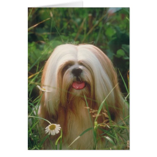 Lhasa Apso Cards (Front)