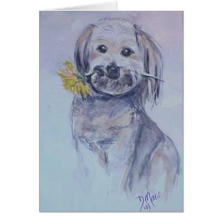 Lhasa Apso Cards