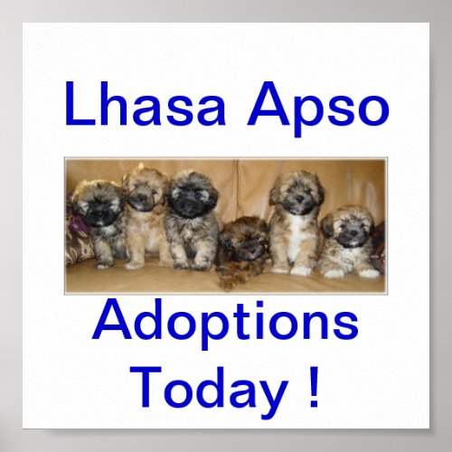 Lhasa Apso Dog Adoptions Today Signs