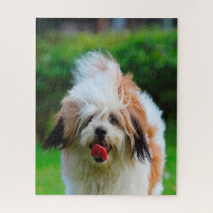Lhasa Apso Dog Breed. Jigsaw Puzzle