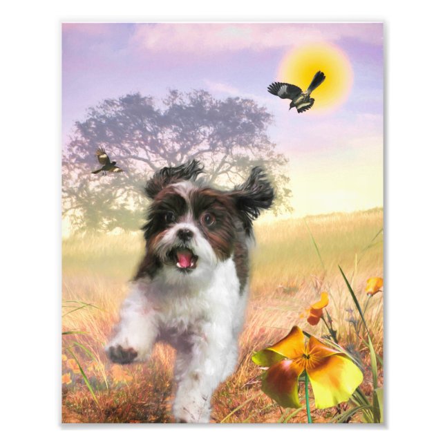 Lhasa Apso Dog HIGH TAIL HOME Photo Print (Front)