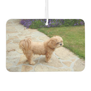 Lhasa Apso dog in a garden Air Freshener