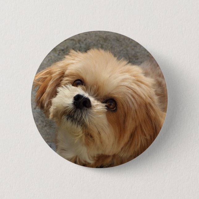 Lhasa Apso dog in a garden Button (Front)