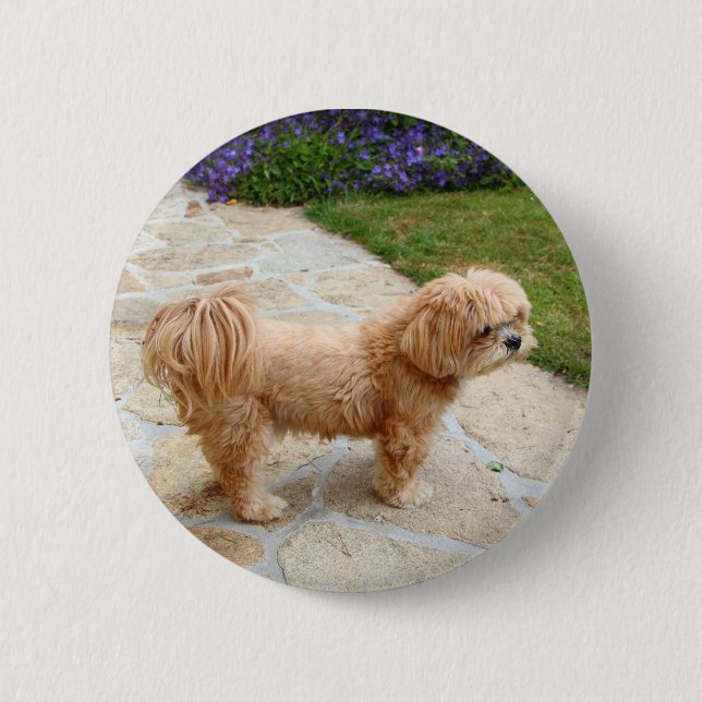 Lhasa Apso dog in a garden Button (Front)