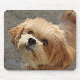 Lhasa Apso dog in a garden Mouse Pad