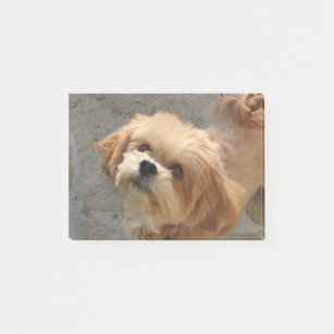 lhasa apso gifts