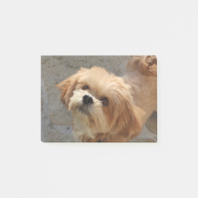 Lhasa Apso dog in a garden Post-it Notes (Front)