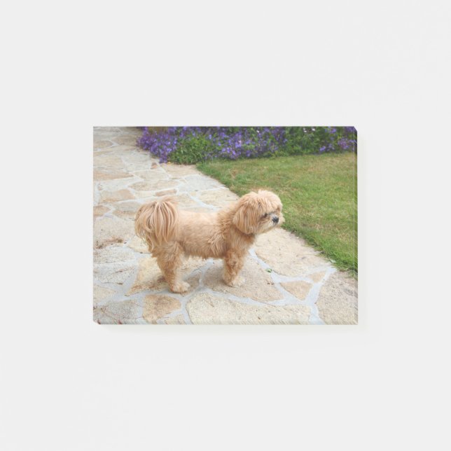 Lhasa Apso dog in a garden Post-it Notes (Front)