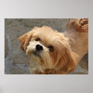 Lhasa Apso dog in a garden Poster