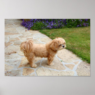 Lhasa Apso dog in a garden Poster