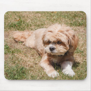 Lhasa Apso dog Mouse Pad