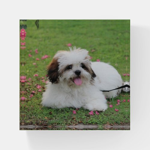Lhasa Apso Paperweight