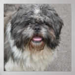 Lhasa Apso Poster