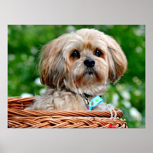 Lhasa Apso Puppy Dog in a Basket Poster