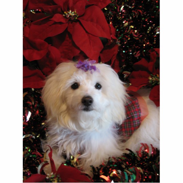 LhasaPoo Cutout (Front)