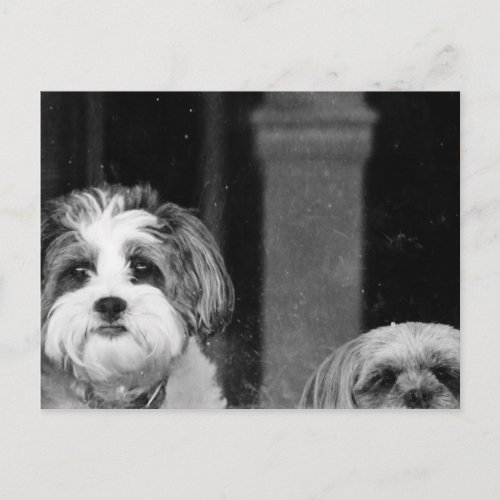 Lhaso Apso x Yorkie and a Poodle x Shitzu Postcard