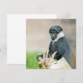 L'Hoest's Monkey on a Wooden Perch  (Front/Back)