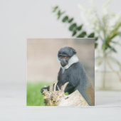 L'Hoest's Monkey on a Wooden Perch  (Standing Front)