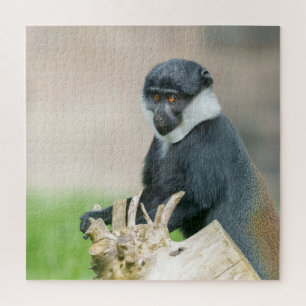 L'Hoest's Monkey on a Wooden Perch Jigsaw Puzzle