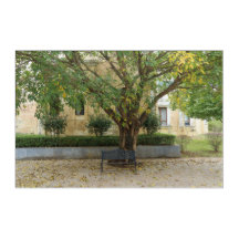 Li Garden Series: Echoes Beneath the Tree