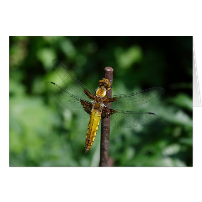Libellula depressa cards (Front Horizontal)