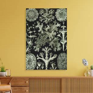Lichen by Ernst Haeckel, Vintage Nature Plants Canvas Print